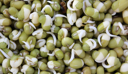 Mung bean sprouts by RMT on Flickr