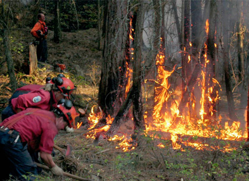 Fire fighters in BC forest