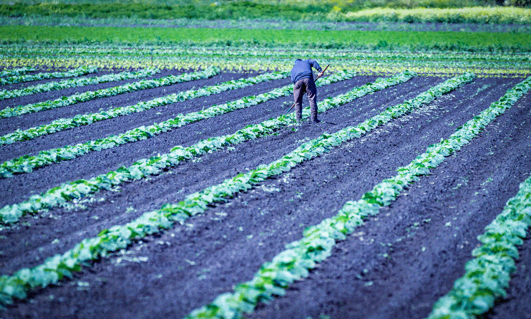 Farmer in farm