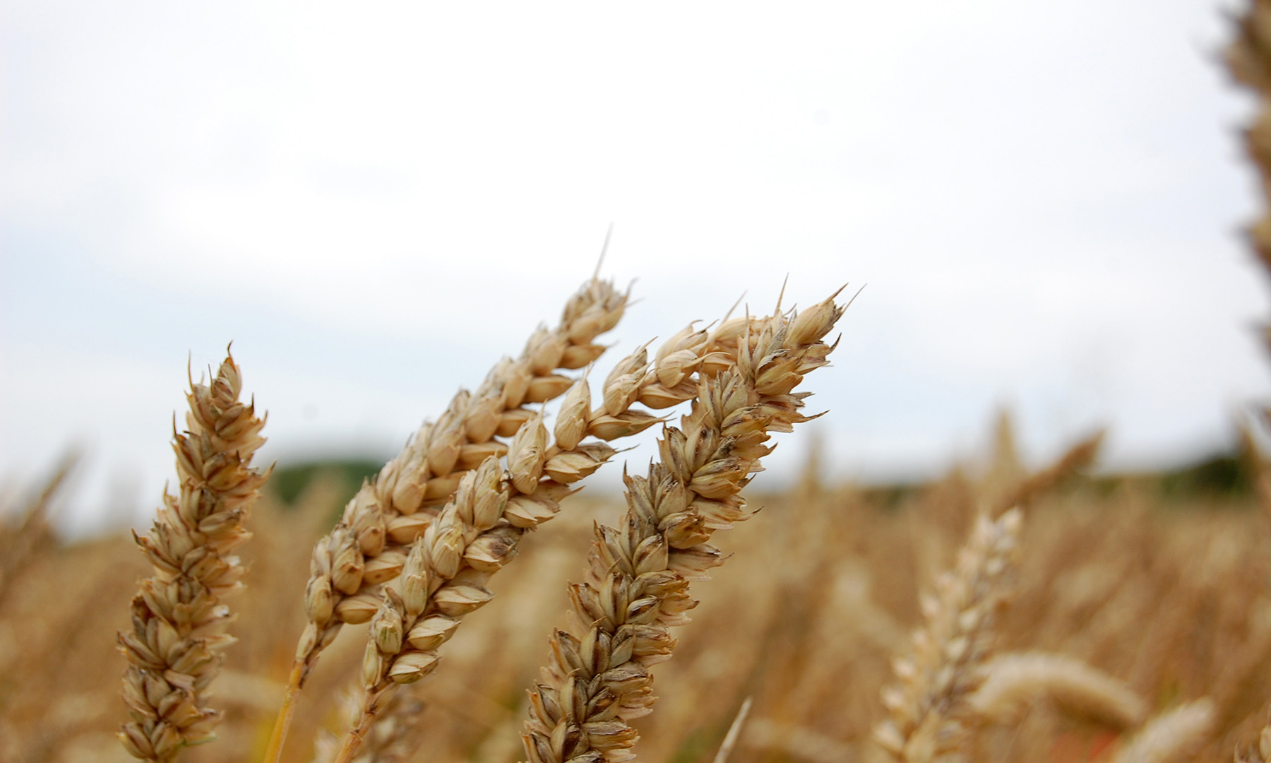 Field of grain stocks blowing in the wind