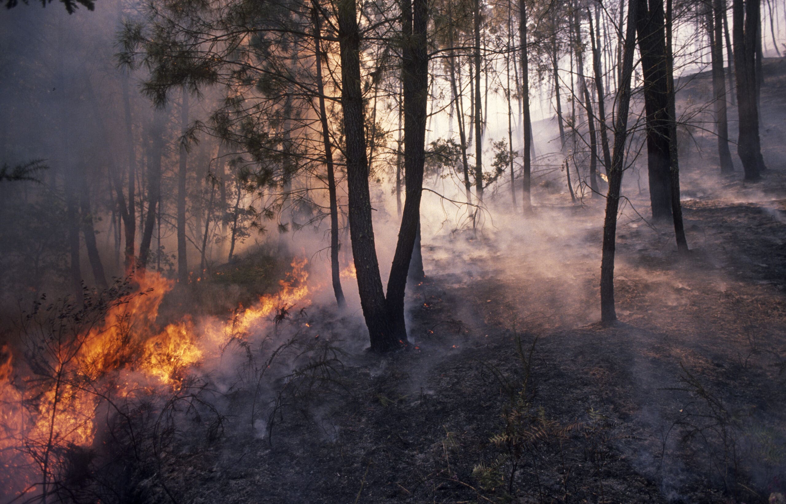 Fire in a pine forest