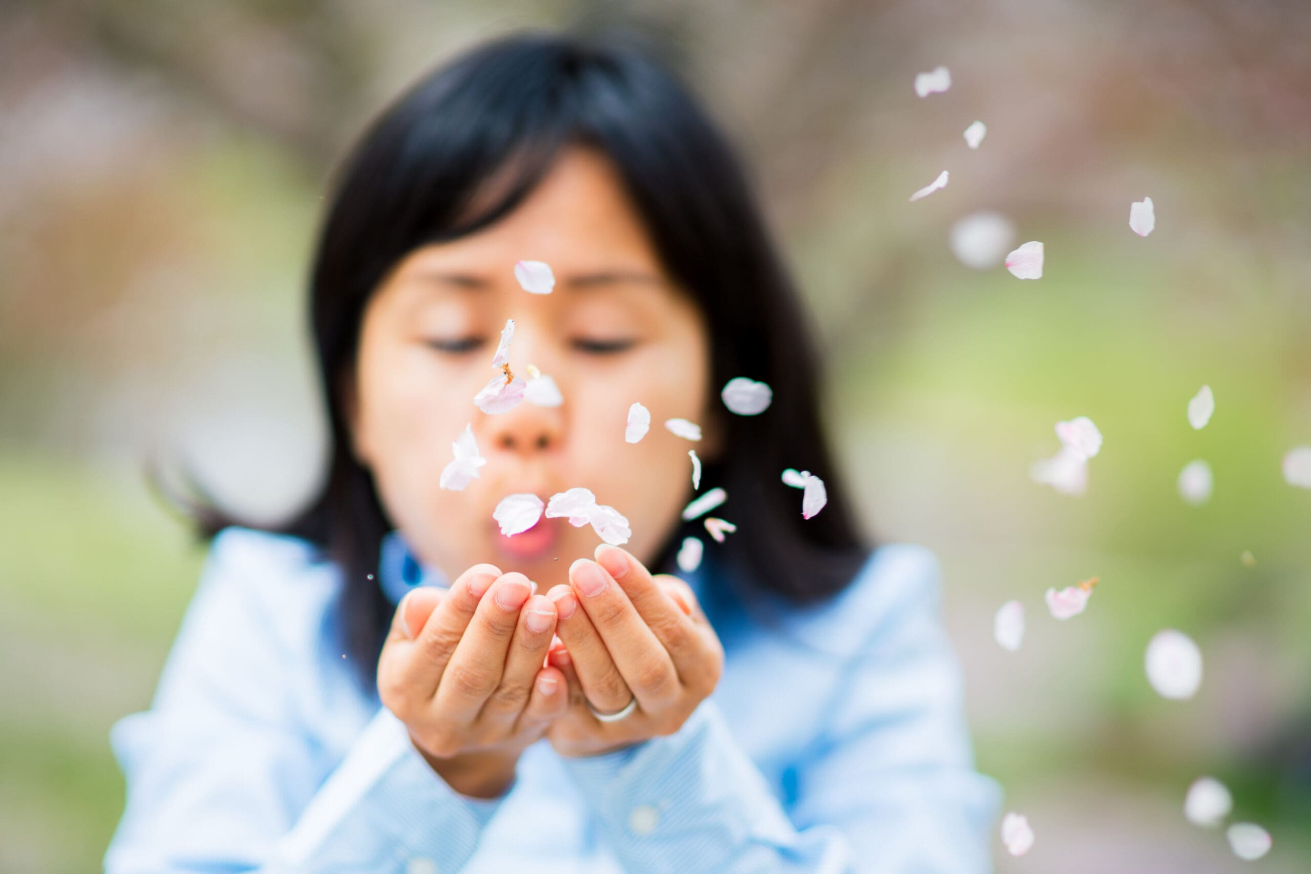 Woman blowing cherry blossom petals out of her cupped hands. Okayama, Japan. April 2016