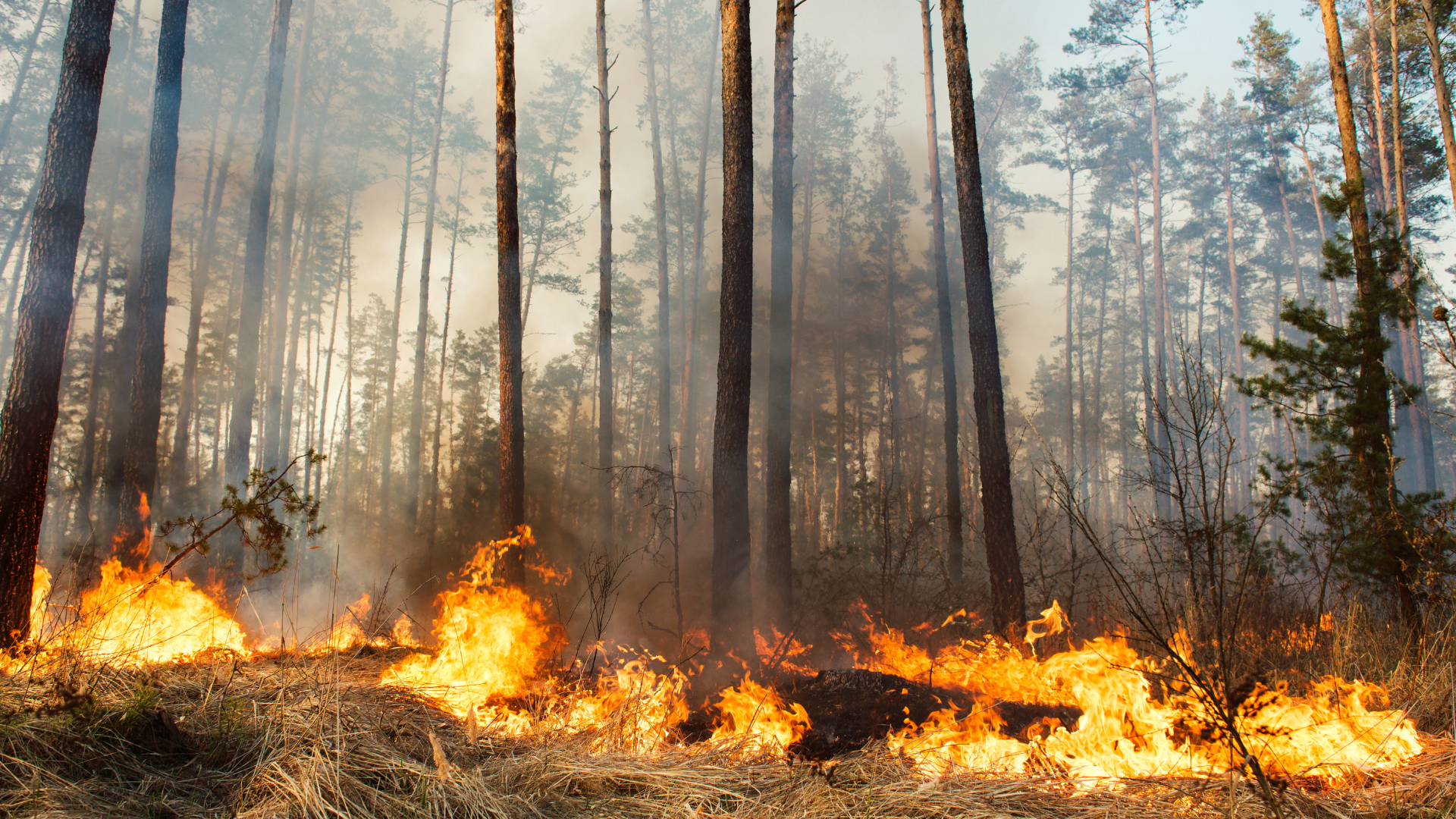 Photograph of the start of a forest fire