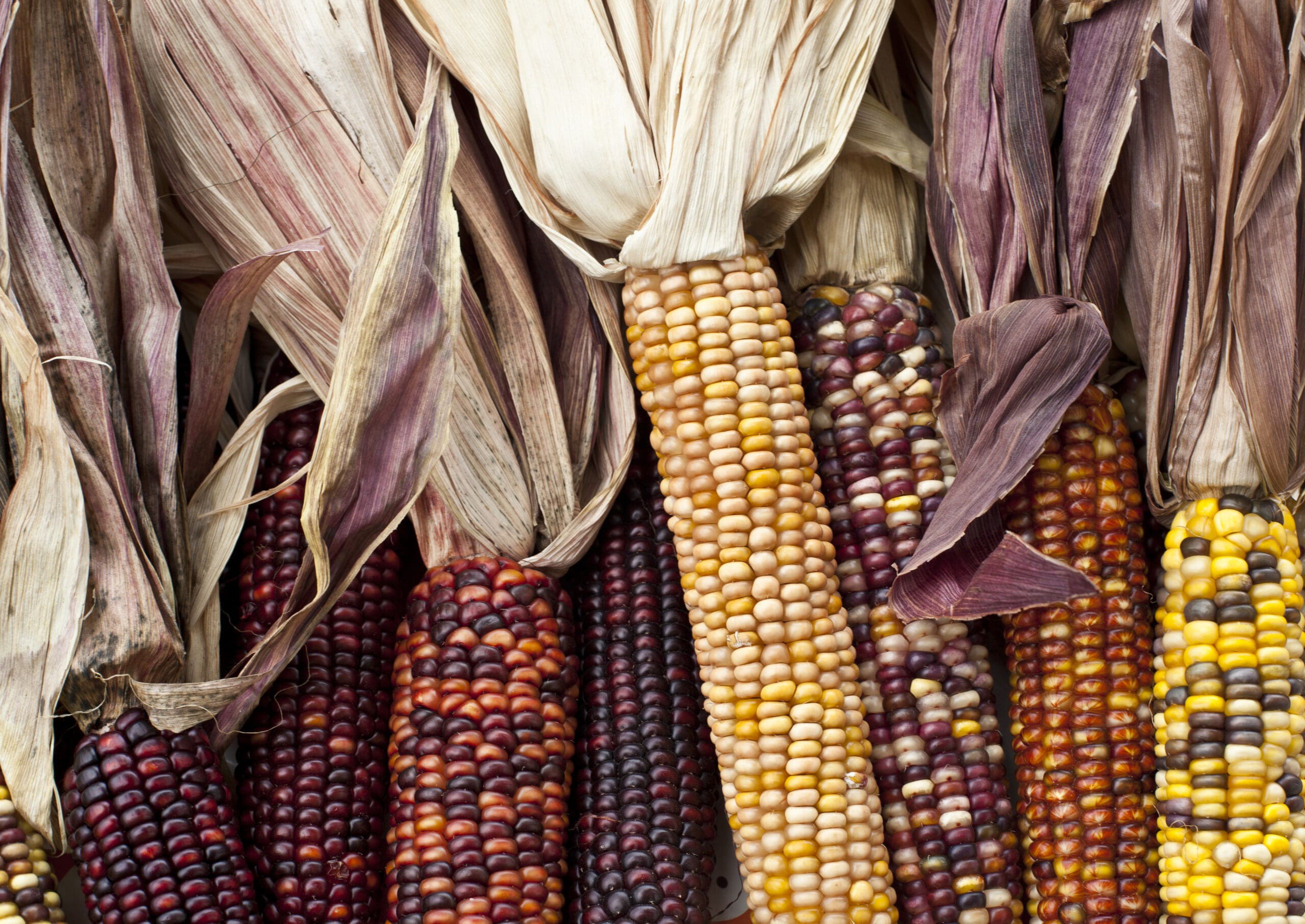 Colorful and decorative Indian corn on display at a local farm market.CLICK BELOW TO SEE MORE IN THIS SERIES: