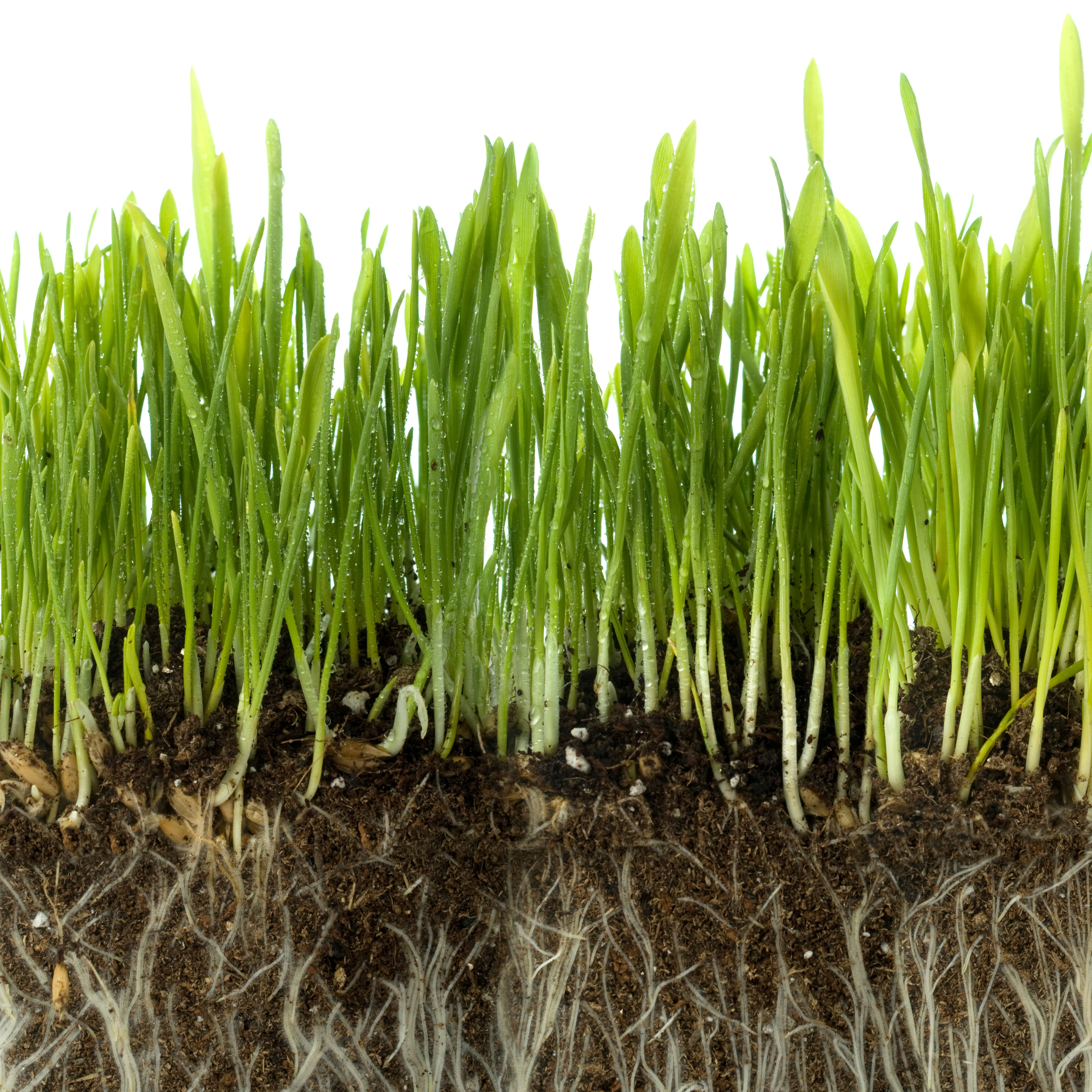 Green grass with strong roots